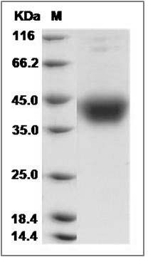 Cynomolgus CD200 Protein (His Tag) SDS-PAGE