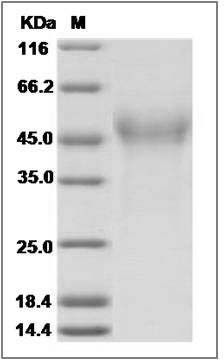Mouse CD320 / 8D6A Protein (His Tag) SDS-PAGE