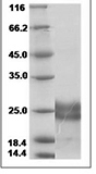 Human VEGF 183 / VEGF-A Protein SDS-PAGE