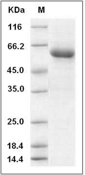 Human BPIFA2 / C20orf70 Protein (Fc Tag) SDS-PAGE