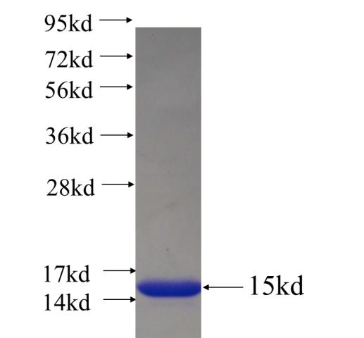 Recombinant human C14orf159 SDS-PAGE