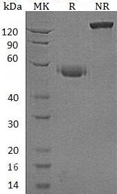 Human CD40/TNFRSF5 (Fc tag) recombinant protein