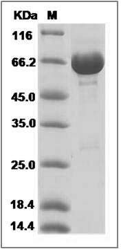 Human Neurolysin / NLN Protein (His Tag) SDS-PAGE