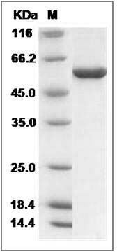 Human RUVBL1 / RVB1 Protein (His Tag) SDS-PAGE