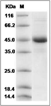 Mouse BAMBI / NMA Protein (Fc Tag) SDS-PAGE