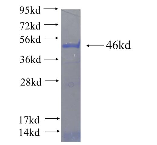 Recombinant human SNW1 SDS-PAGE