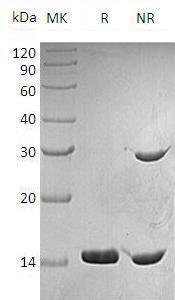 Mouse Ifng recombinant protein
