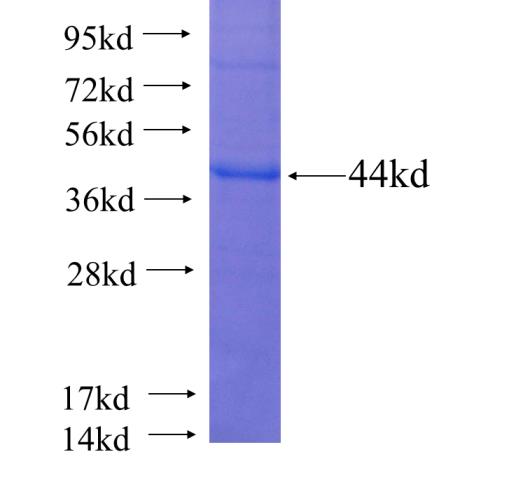 Recombinant human TBL1X SDS-PAGE