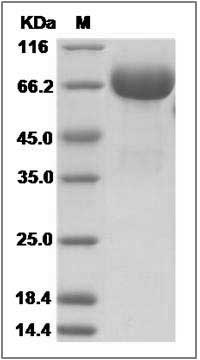 Mouse EphB2 / Hek5 Protein (His Tag) SDS-PAGE