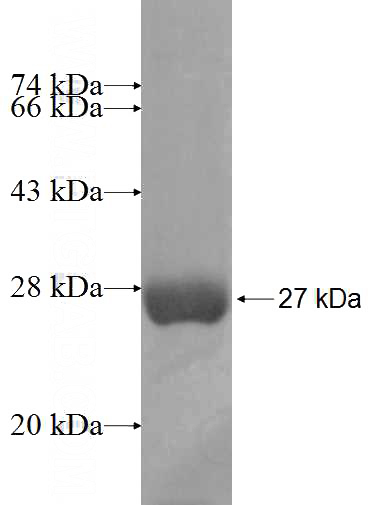 Recombinant Human GSTA3 SDS-PAGE