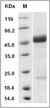 Human AGER / RAGE Protein SDS-PAGE