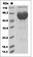 Cynomolgus PD1 / PDCD1 / CD279 Protein (Fc Tag) SDS-PAGE