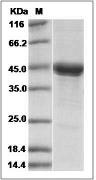 Canine IL11RA / IL-11RA / IL11R? Protein SDS-PAGE