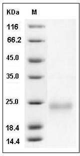 Mouse VEGFA / VEGF164 Protein SDS-PAGE