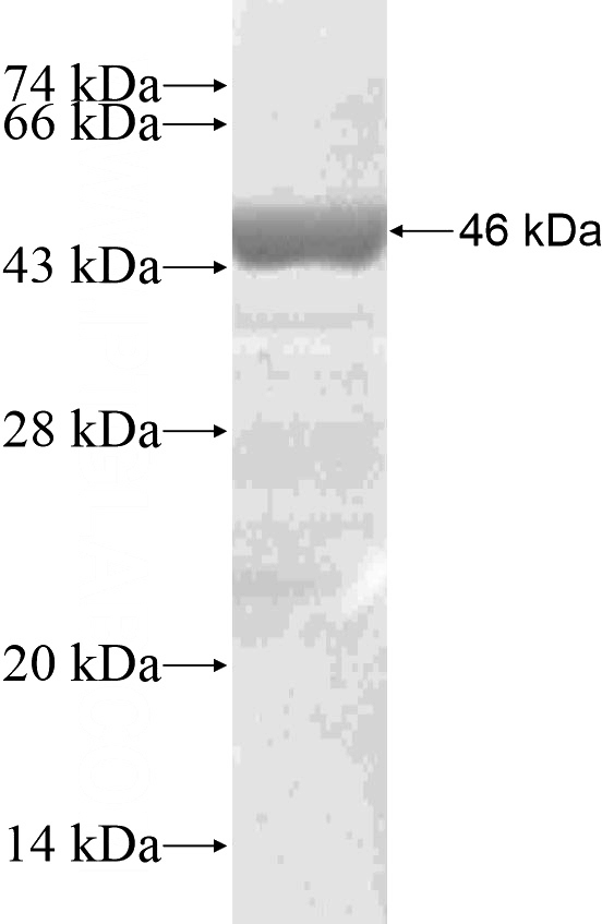 Recombinant Human CHMP4A SDS-PAGE