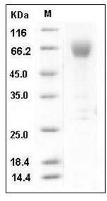 Mouse ICAM-2 / CD102 Protein (Fc Tag) SDS-PAGE