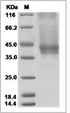 IL7R protein SDS-PAGE
