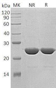Human BCL2 (His tag) recombinant protein
