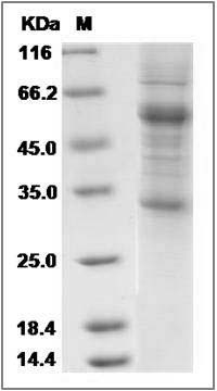 Human ICAM4 / CD242 Protein (Fc Tag) SDS-PAGE