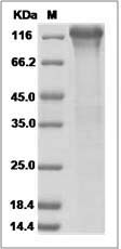 ITGB1 protein SDS-PAGE