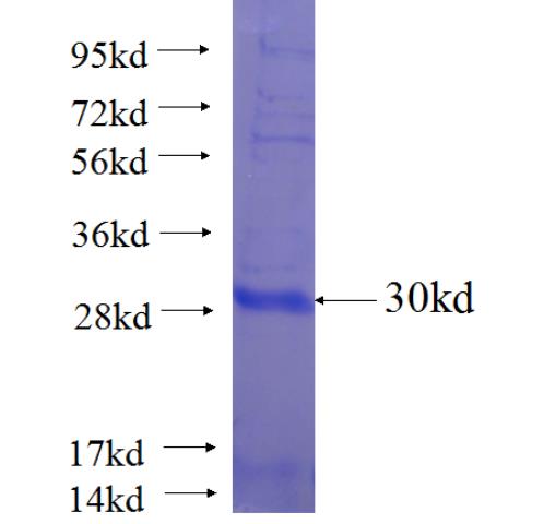 Recombinant Arabidopsis thaliana EGL1 SDS-PAGE