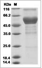 Human CD300LF / LMIR3 Protein (Fc Tag)