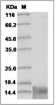 Human CCL4 / MIP1B Protein (His Tag) SDS-PAGE