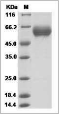 Rhesus CD137 / 4-1BB Protein (Fc Tag)