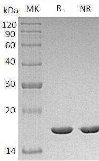 Mouse Il1b recombinant protein