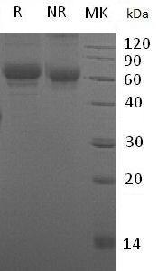 Mouse Ddr2/Ntrkr3/Tkt/Tyro10 (His tag) recombinant protein