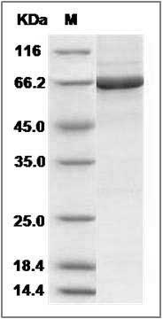 Mouse PTK6 / Brk Protein (His & GST Tag) SDS-PAGE