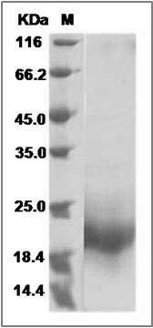 Mouse GM-CSF / CSF2 Protein SDS-PAGE