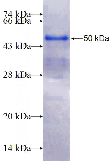 Recombinant Human TCEB3 SDS-PAGE