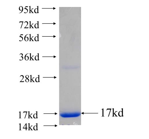 Recombinant human WNT3A SDS-PAGE