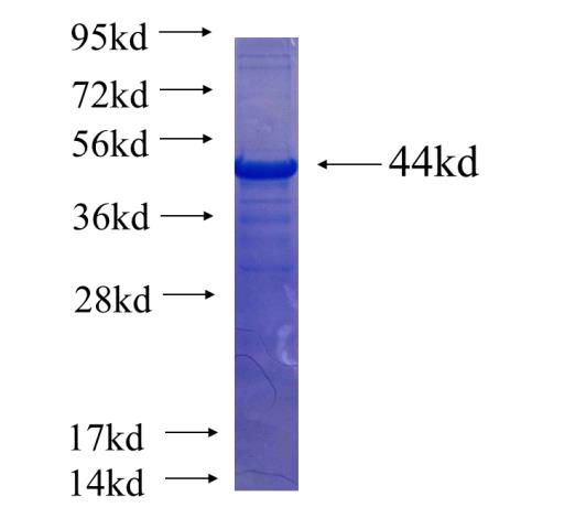 Recombinant human NLRX1 SDS-PAGE