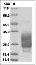 Cynomolgus/Rhesus NCR3 (CD337) Protein (His Tag)