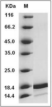 Human IL-1F6 (aa 6-158) recombinant protein