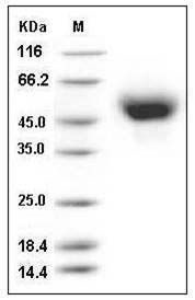 Influenza A H5N1 (A/Hong kong/213/03) Hemagglutinin Protein (HA1 Subunit) (28 Ser/Trp, His Tag) SDS-PAGE