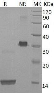Human PDGFB/PDGF2/SIS recombinant protein