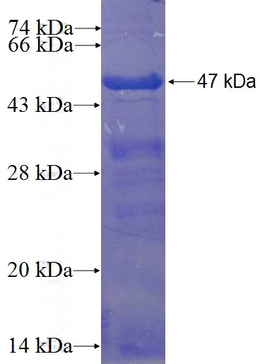 Recombinant Human ZNF214 SDS-PAGE