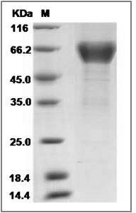 Canine CXCL16 / SR-PSOX Protein (Fc Tag) SDS-PAGE