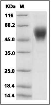 Mouse LAIR1 Protein (Fc Tag) SDS-PAGE