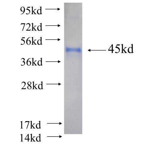 Recombinant human EIF1AD SDS-PAGE