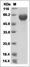 AcmNPV Envelope glycoprotein gp64 / AcmNPV-gp64 Protein (His Tag)