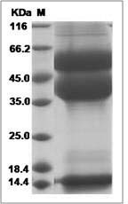 Cynomolgus TGF-beta 1 / TGFB1 Protein (His Tag)