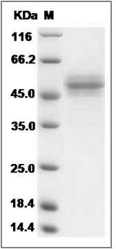 Rat CD99 Protein (Fc Tag) SDS-PAGE