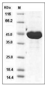 Human IDH1 Protein (His Tag) SDS-PAGE