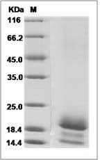 Cynomolgus / Rhesus Fractalkine / CX3CL1 Protein (His Tag)