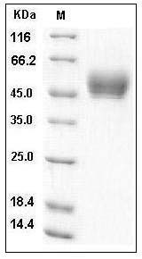 Human IL13 / ALRH Protein (Fc Tag) SDS-PAGE