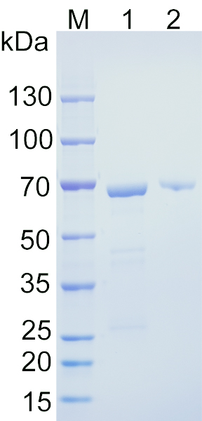 Recombinant human RAB11FIP3 SDS-PAGE